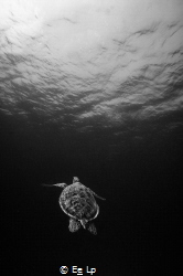 Chelonia mydas (green sea turtle). (f/10, 1/160, ISO-100,... by E&e Lp 
